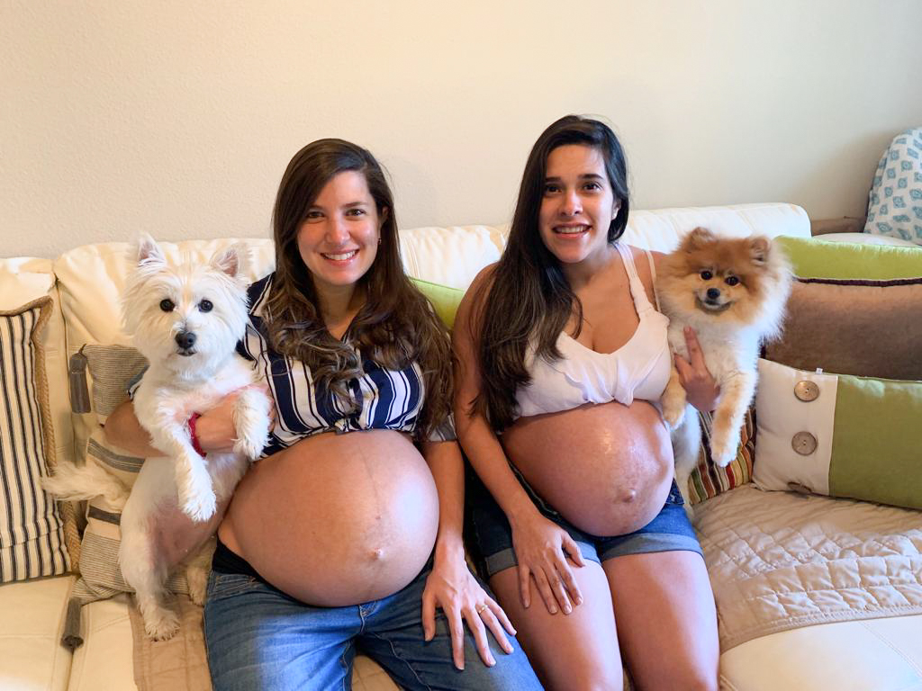 Can a Female Dog Get Pregnant by How Long Are Dogs Pregnant, And What Pregn...